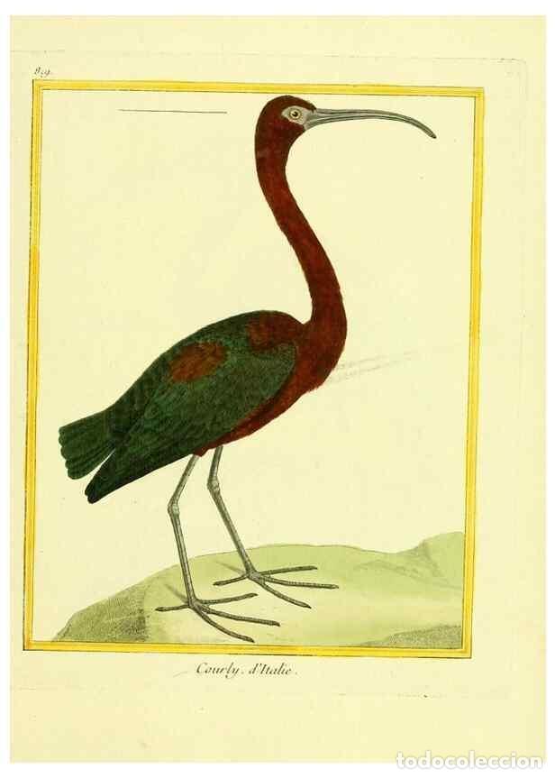 Colecionismo de Revistas e Jornais: Reproducci&oacute;n/Reproduction 49640725092: Planches enlumin&eacute;es d'histoire naturelle. Paris? :s.n.,1765-1