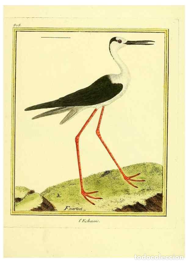 Colecionismo de Revistas e Jornais: Reproducci&oacute;n/Reproduction 49640473196: Planches enlumin&eacute;es d'histoire naturelle. Paris? :s.n.,1765-1