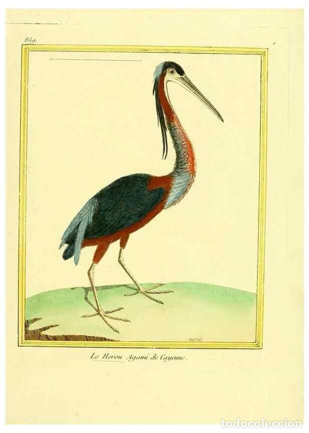 Colecionismo de Revistas e Jornais: Reproducci&oacute;n/Reproduction 49640466921: Planches enlumin&eacute;es d'histoire naturelle. Paris? :s.n.,1765-1