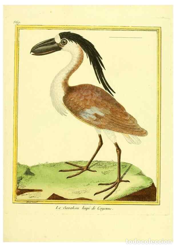 Colecionismo de Revistas e Jornais: Reproducci&oacute;n/Reproduction 49640742457: Planches enlumin&eacute;es d'histoire naturelle. Paris? :s.n.,1765-1