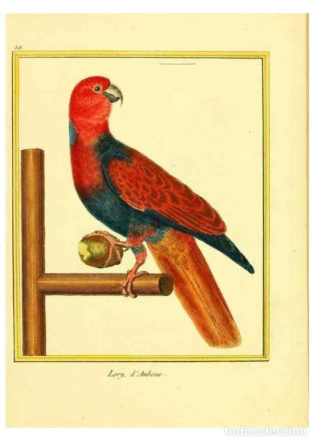 Collection Magazines and Newspapers: Reproducci&oacute;n/Reproduction 49640283492: Planches enlumin&eacute;es d'histoire naturelle. Paris? :s.n.,1765-1