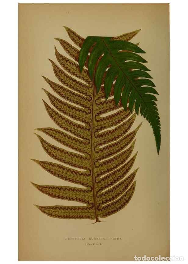 Collection Magazines and Newspapers: Reproducci&oacute;n/Reproduction 49628482626: Ferns: British and exotic.... London,Groombridge and Sons,185