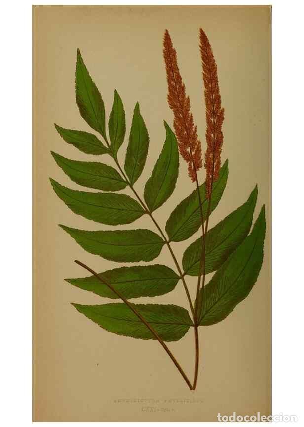 Collection Magazines and Newspapers: Reproducci&oacute;n/Reproduction 49628758522: Ferns: British and exotic.... London,Groombridge and Sons,185