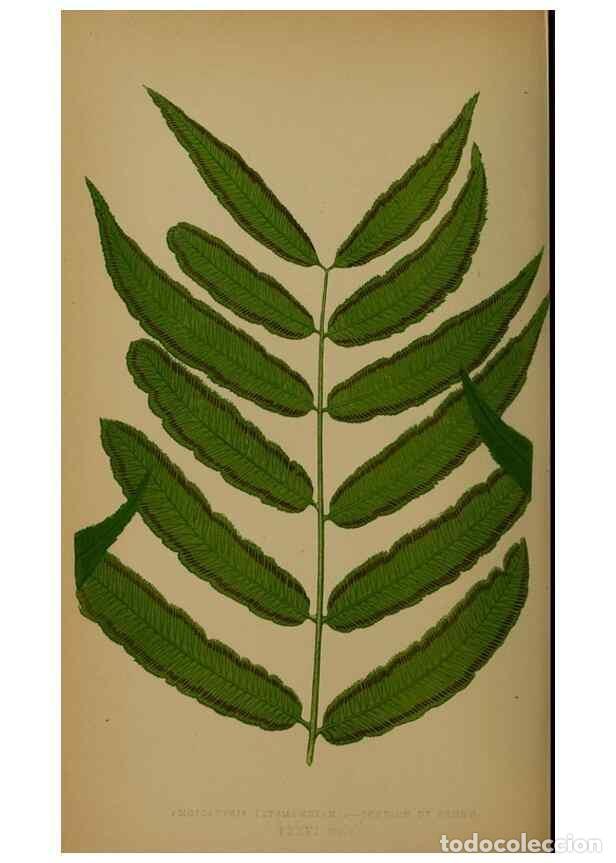 Collection Magazines and Newspapers: Reproducci&oacute;n/Reproduction 49628485106: Ferns: British and exotic.... London,Groombridge and Sons,185