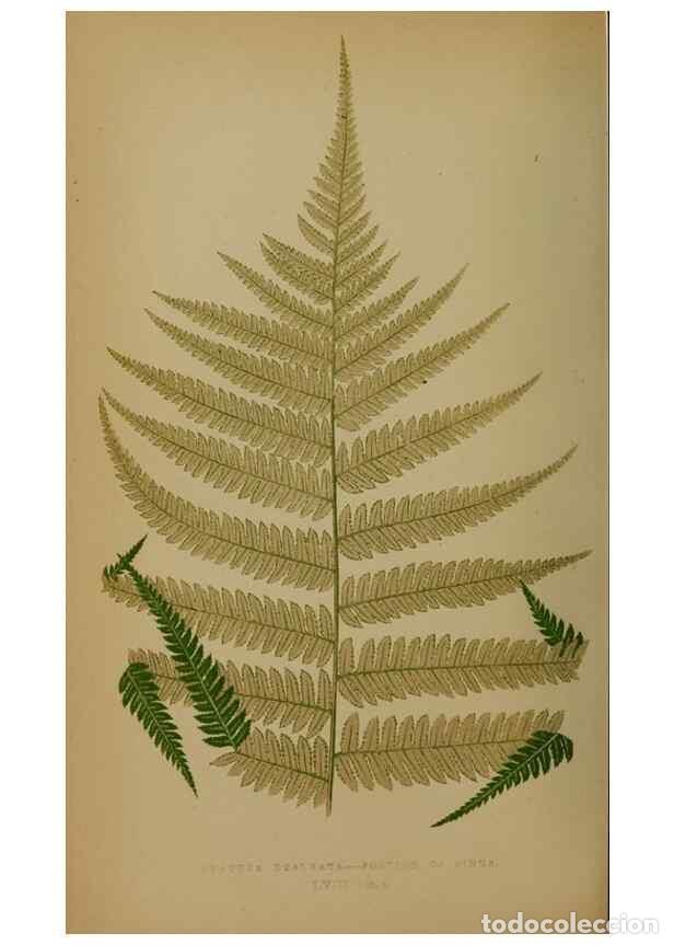 Collection Magazines and Newspapers: Reproducci&oacute;n/Reproduction 49628756457: Ferns: British and exotic.... London,Groombridge and Sons,185