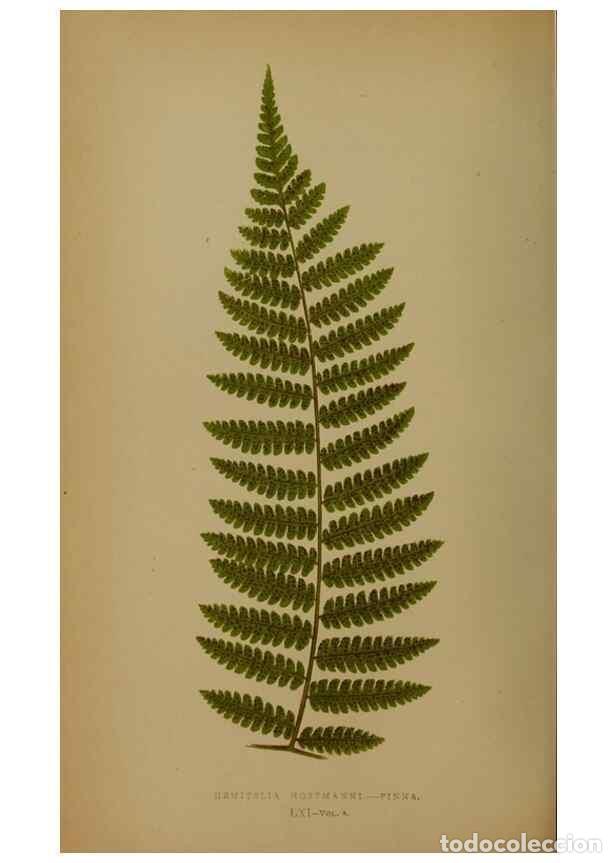 Collection Magazines and Newspapers: Reproducci&oacute;n/Reproduction 49627962978: Ferns: British and exotic.... London,Groombridge and Sons,185
