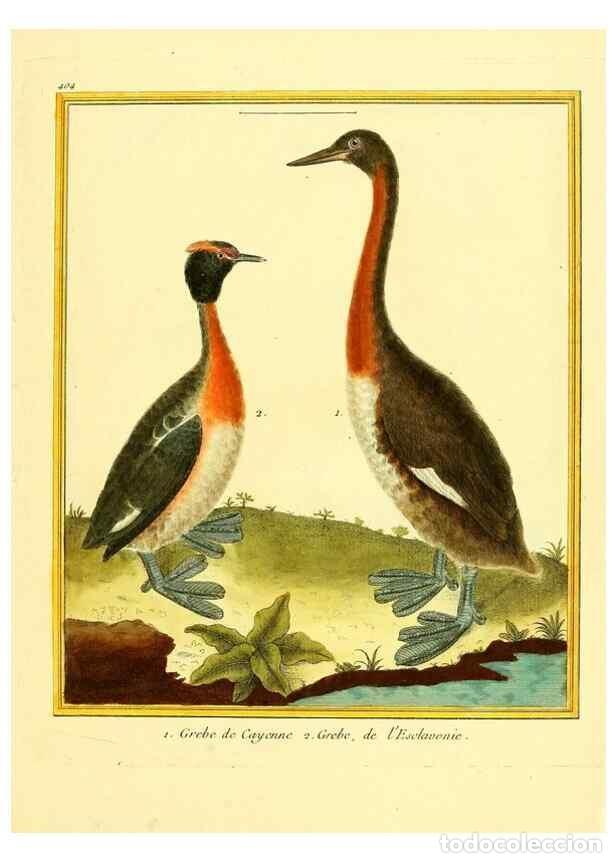 Collection Magazines and Newspapers: Reproducci&oacute;n/Reproduction 49639821006: Planches enlumin&eacute;es d'histoire naturelle. Paris? :s.n.,1765-1