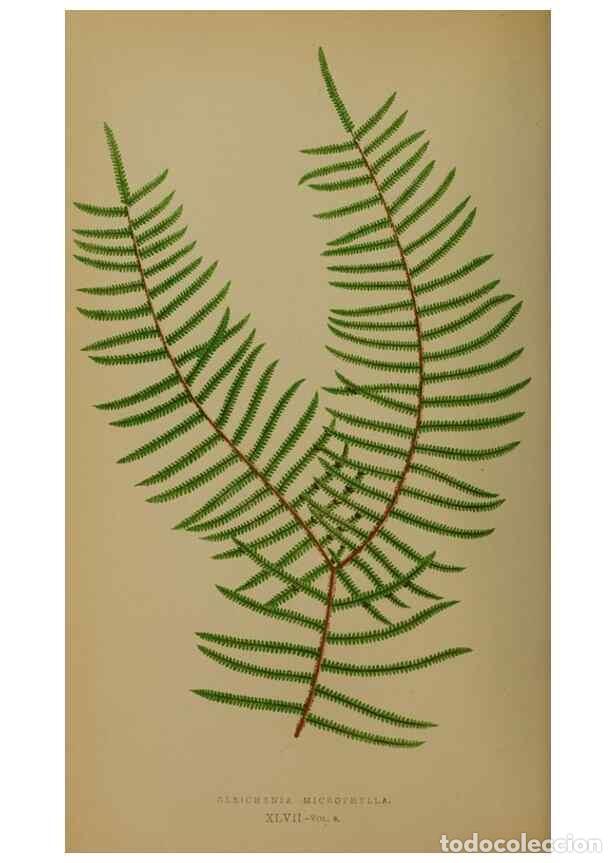 Collection Magazines and Newspapers: Reproducci&oacute;n/Reproduction 49628480521: Ferns: British and exotic.... London,Groombridge and Sons,185