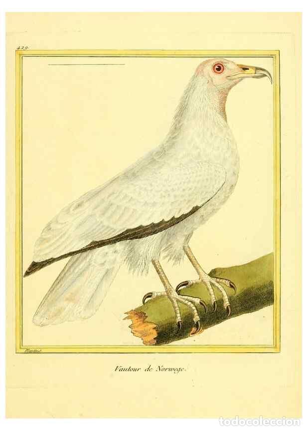 Collection Magazines and Newspapers: Reproducci&oacute;n/Reproduction 49639827816: Planches enlumin&eacute;es d'histoire naturelle. Paris? :s.n.,1765-1