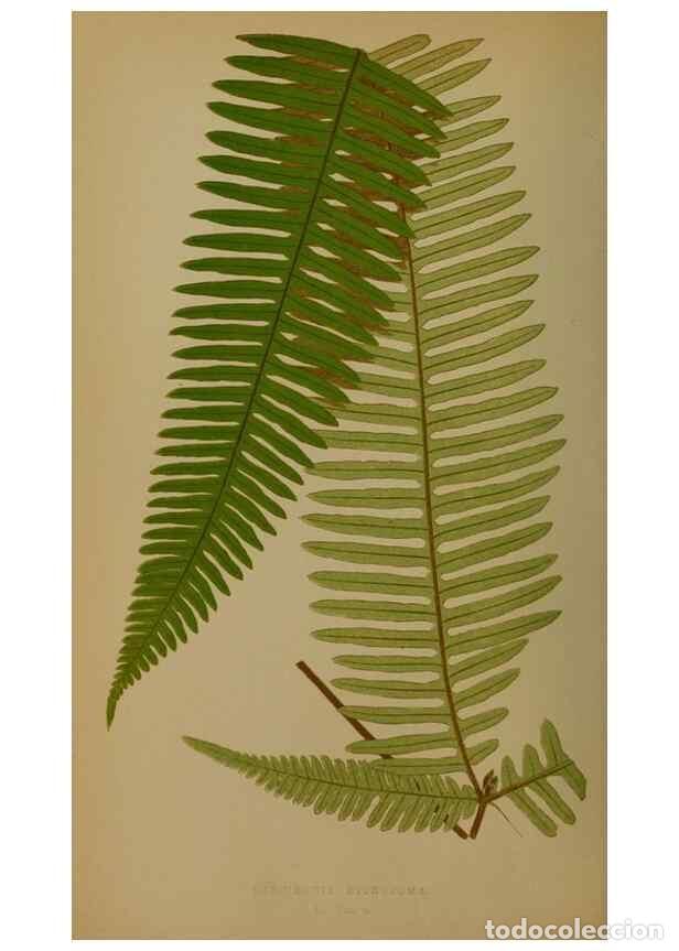 Collection Magazines and Newspapers: Reproducci&oacute;n/Reproduction 49627961718: Ferns: British and exotic.... London,Groombridge and Sons,185
