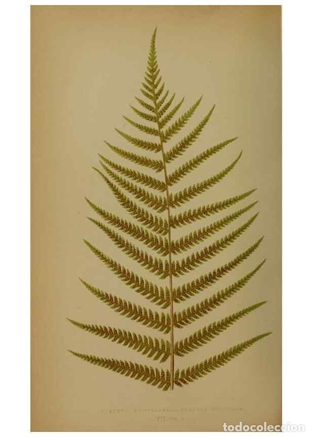 Collection Magazines and Newspapers: Reproducci&oacute;n/Reproduction 49628756342: Ferns: British and exotic.... London,Groombridge and Sons,185