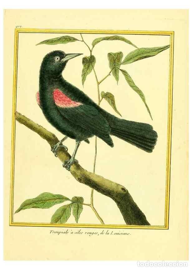 Collection Magazines and Newspapers: Reproducci&oacute;n/Reproduction 49639820531: Planches enlumin&eacute;es d'histoire naturelle. Paris? :s.n.,1765-1