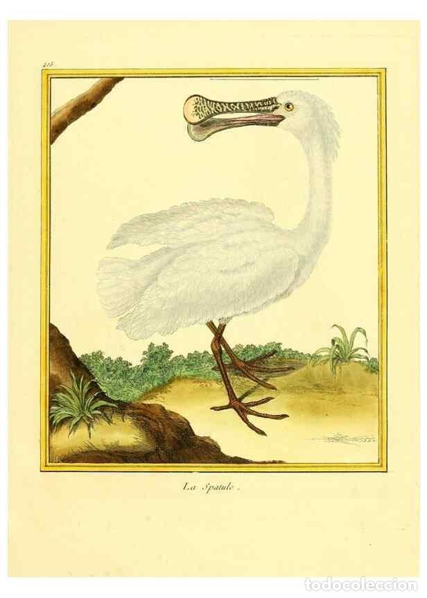 Colecionismo de Revistas e Jornais: Reproducci&oacute;n/Reproduction 49640093822: Planches enlumin&eacute;es d'histoire naturelle. Paris? :s.n.,1765-1