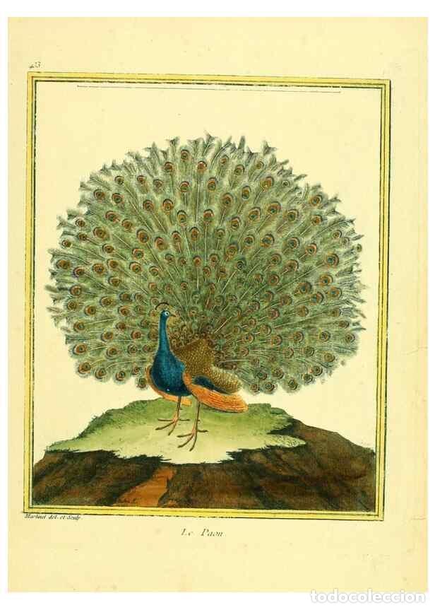 Colecionismo de Revistas e Jornais: Reproducci&oacute;n/Reproduction 49639829046: Planches enlumin&eacute;es d'histoire naturelle. Paris? :s.n.,1765-1