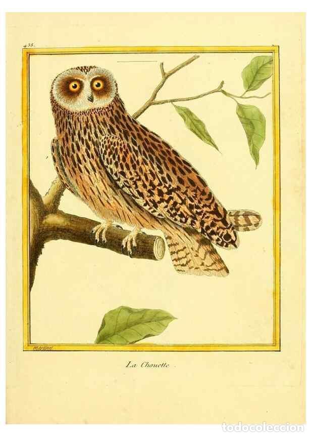 Colecionismo de Revistas e Jornais: Reproducci&oacute;n/Reproduction 49640103382: Planches enlumin&eacute;es d'histoire naturelle. Paris? :s.n.,1765-1