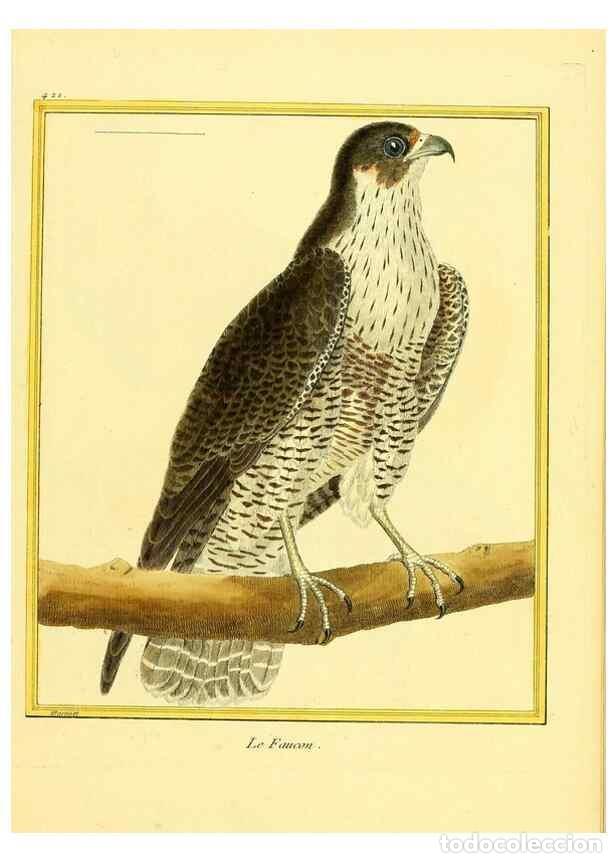 Colecionismo de Revistas e Jornais: Reproducci&oacute;n/Reproduction 49639825641: Planches enlumin&eacute;es d'histoire naturelle. Paris? :s.n.,1765-1