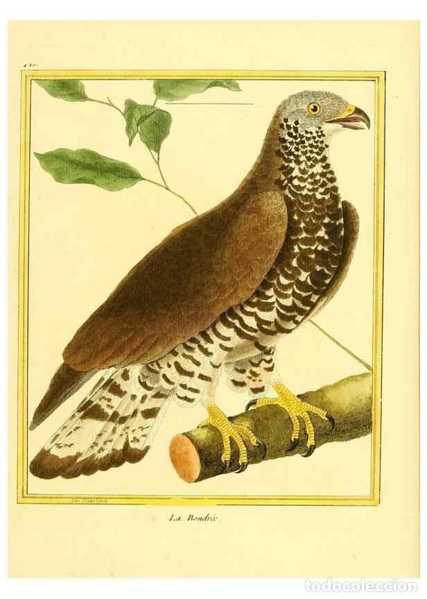 Colecionismo de Revistas e Jornais: Reproducci&oacute;n/Reproduction 49640097802: Planches enlumin&eacute;es d'histoire naturelle. Paris? :s.n.,1765-1