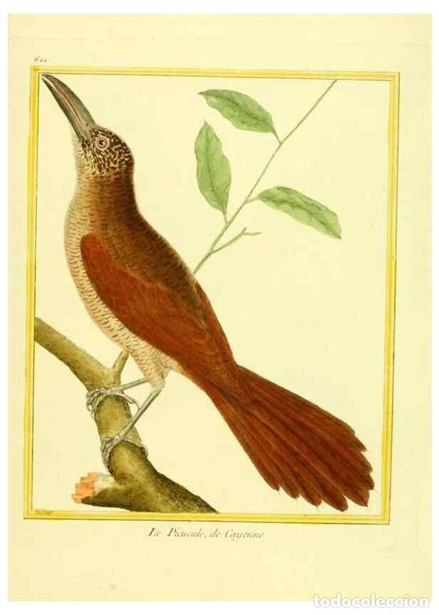 Colecionismo de Revistas e Jornais: Reproducci&oacute;n/Reproduction 49639567168: Planches enlumin&eacute;es d'histoire naturelle. Paris? :s.n.,1765-1