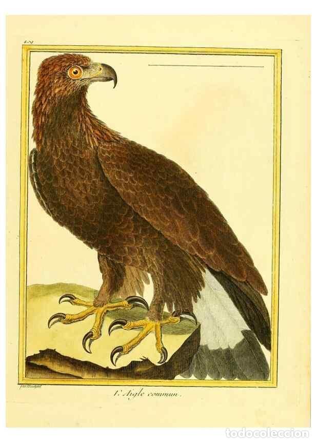 Colecionismo de Revistas e Jornais: Reproducci&oacute;n/Reproduction 49639296958: Planches enlumin&eacute;es d'histoire naturelle. Paris? :s.n.,1765-1