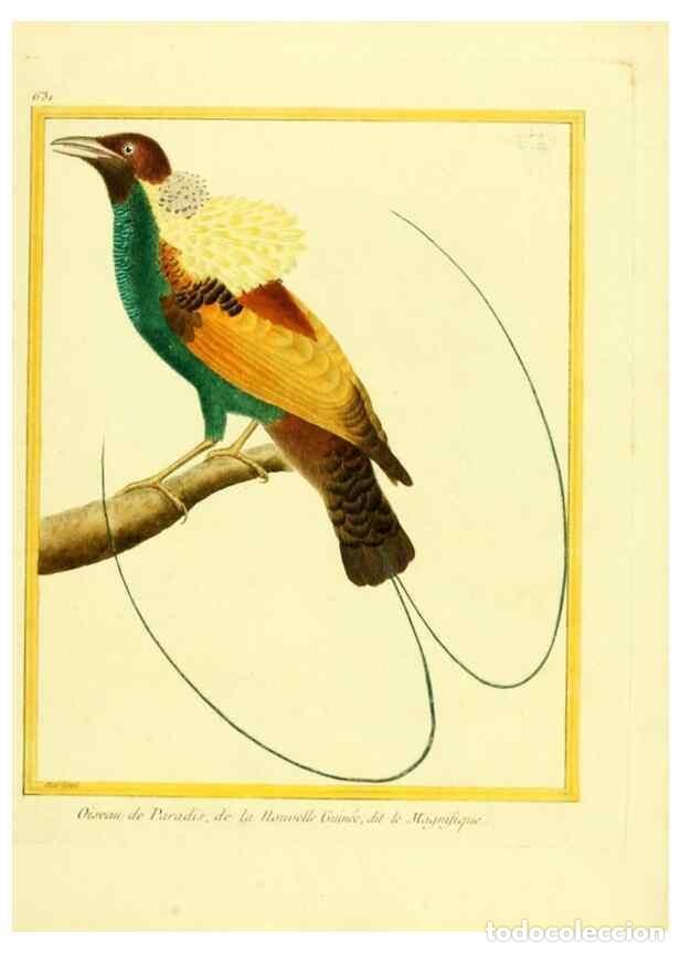 Colecionismo de Revistas e Jornais: Reproducci&oacute;n/Reproduction 49640093301: Planches enlumin&eacute;es d'histoire naturelle. Paris? :s.n.,1765-1