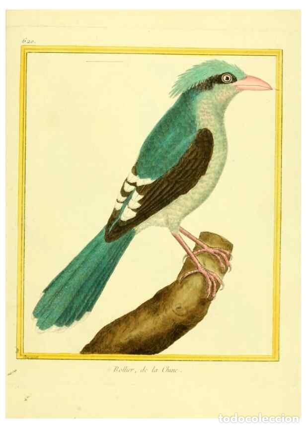 Colecionismo de Revistas e Jornais: Reproducci&oacute;n/Reproduction 49639566913: Planches enlumin&eacute;es d'histoire naturelle. Paris? :s.n.,1765-1