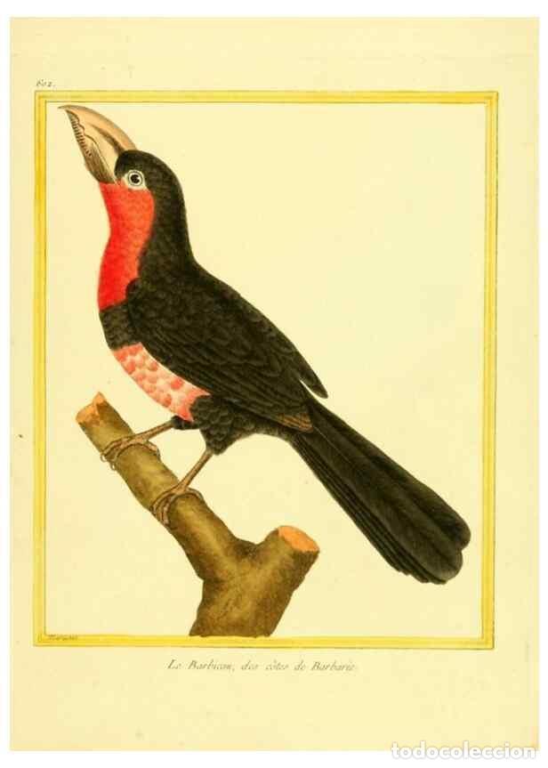 Colecionismo de Revistas e Jornais: Reproducci&oacute;n/Reproduction 49639561933: Planches enlumin&eacute;es d'histoire naturelle. Paris? :s.n.,1765-1