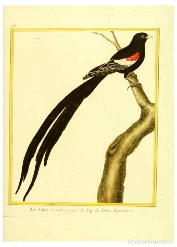 Colecionismo de Revistas e Jornais: Reproducci&oacute;n/Reproduction 49640367257: Planches enlumin&eacute;es d'histoire naturelle. Paris? :s.n.,1765-1