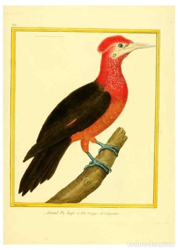 Colecionismo de Revistas e Jornais: Reproducci&oacute;n/Reproduction 49640088216: Planches enlumin&eacute;es d'histoire naturelle. Paris? :s.n.,1765-1