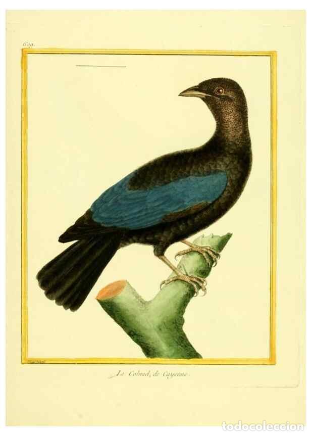 Colecionismo de Revistas e Jornais: Reproducci&oacute;n/Reproduction 49640360972: Planches enlumin&eacute;es d'histoire naturelle. Paris? :s.n.,1765-1