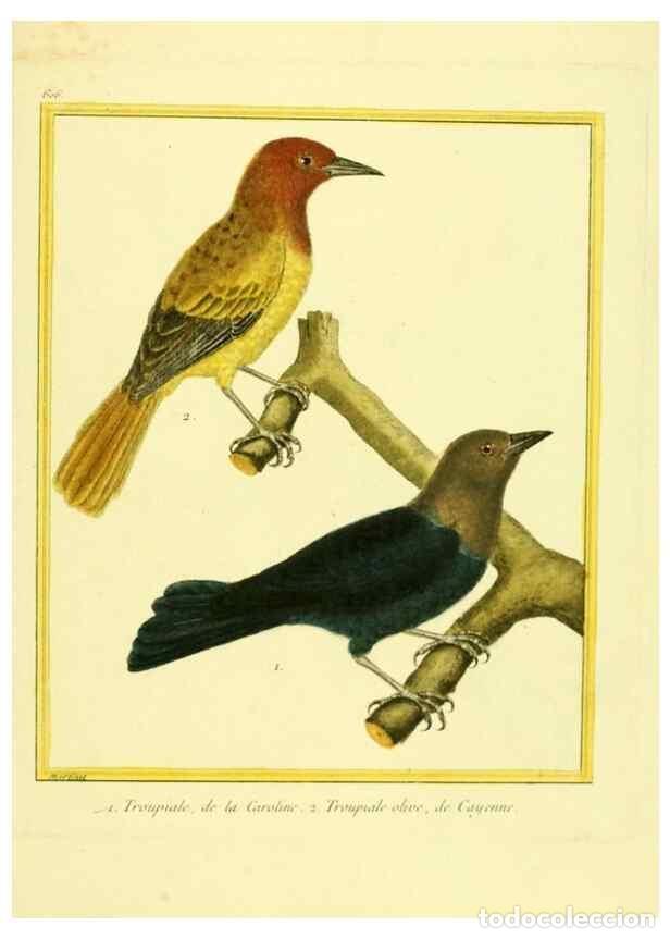 Colecionismo de Revistas e Jornais: Reproducci&oacute;n/Reproduction 49639563018: Planches enlumin&eacute;es d'histoire naturelle. Paris? :s.n.,1765-1