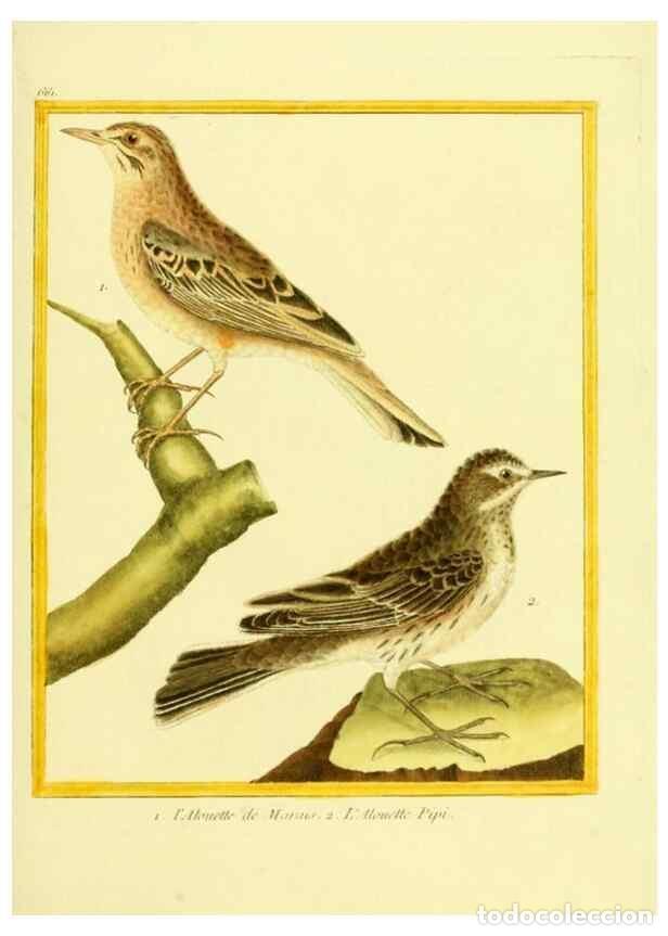 Colecionismo de Revistas e Jornais: Reproducci&oacute;n/Reproduction 49639576833: Planches enlumin&eacute;es d'histoire naturelle. Paris? :s.n.,1765-1