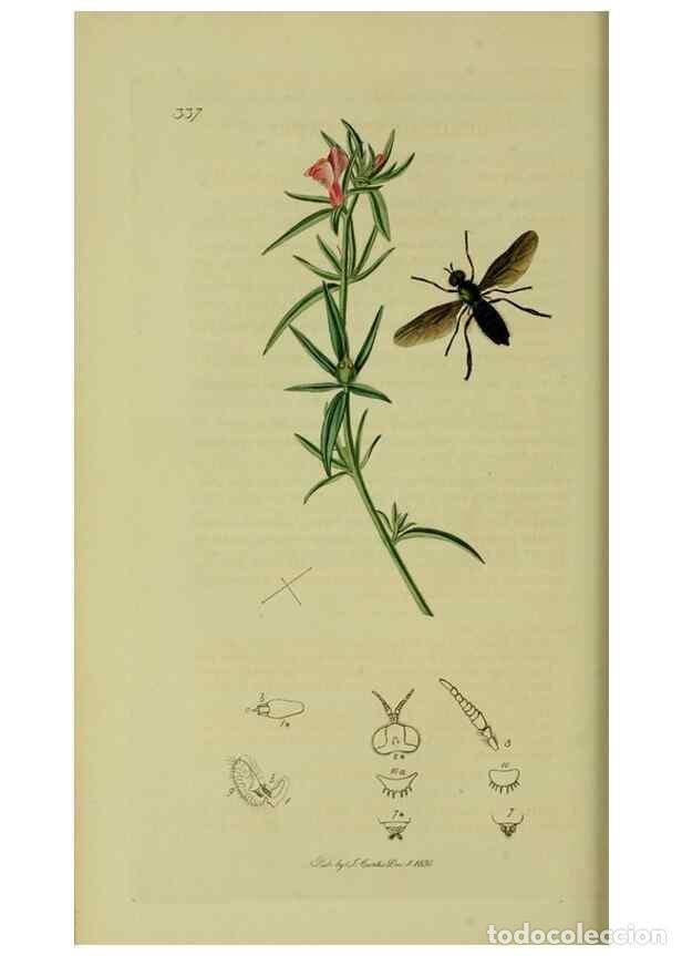 Collectionnisme de Revues et Journaux: Reproducci&oacute;n/Reproduction 49641202802: British entomology :. London,Printed for the author,1823-1840