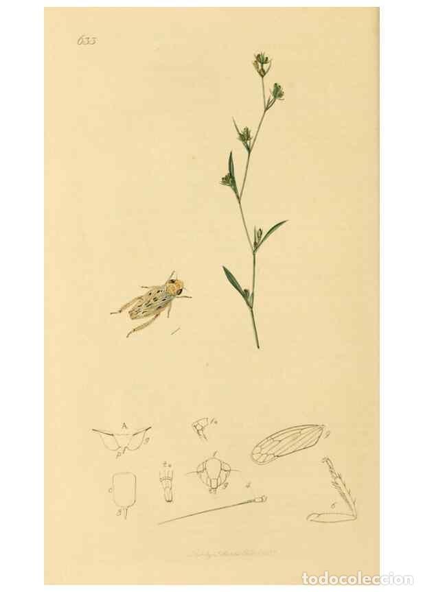 Collectionnisme de Revues et Journaux: Reproducci&oacute;n/Reproduction 49640862126: British entomology :. London,Printed for the author,1823-1840