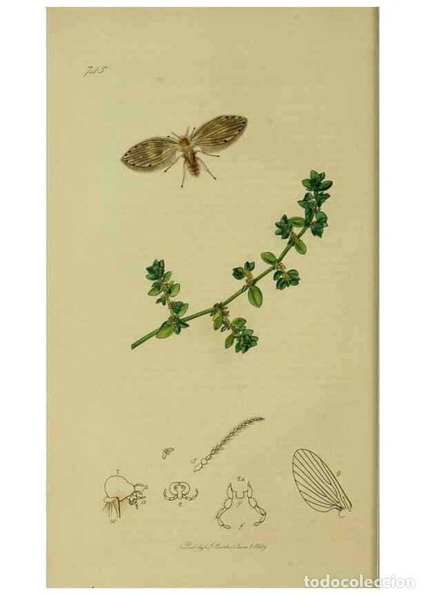 Collectionnisme de Revues et Journaux: Reproducci&oacute;n/Reproduction 49640398088: British entomology :. London,Printed for the author,1823-1840