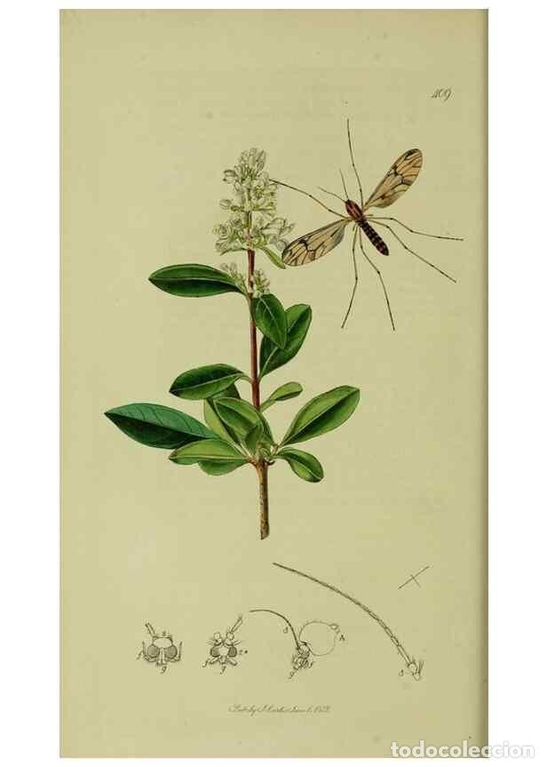 Collectionnisme de Revues et Journaux: Reproducci&oacute;n/Reproduction 49640401408: British entomology :. London,Printed for the author,1823-1840