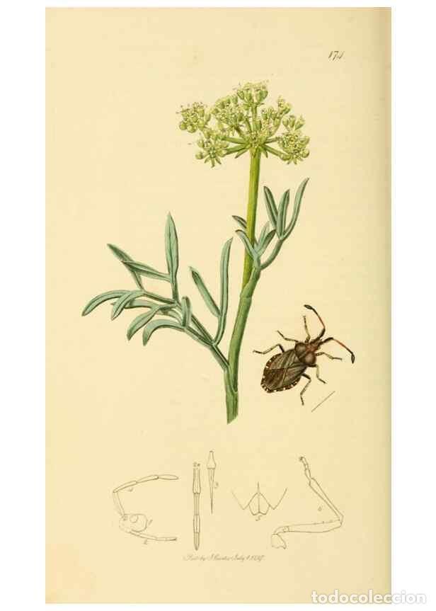 Collectionnisme de Revues et Journaux: Reproducci&oacute;n/Reproduction 49640872631: British entomology :. London,Printed for the author,1823-1840