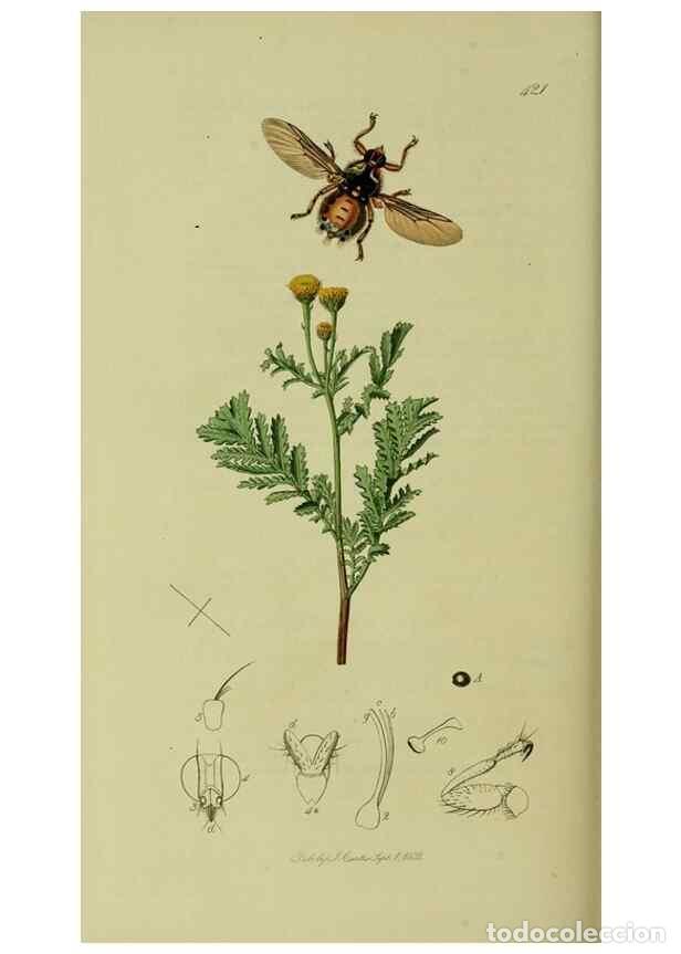 Collectionnisme de Revues et Journaux: Reproducci&oacute;n/Reproduction 49640951096: British entomology :. London,Printed for the author,1823-1840