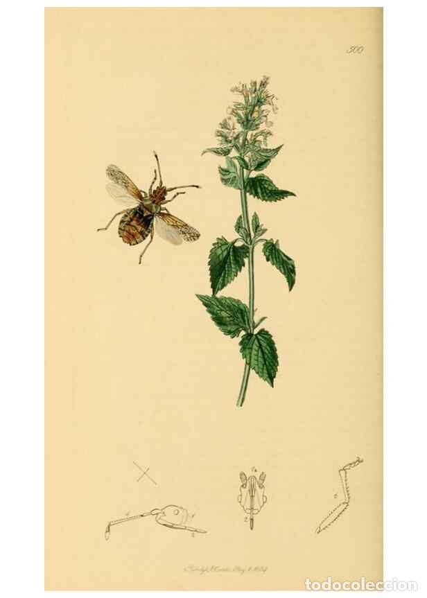 Collectionnisme de Revues et Journaux: Reproducci&oacute;n/Reproduction 49640349768: British entomology :. London,Printed for the author,1823-1840