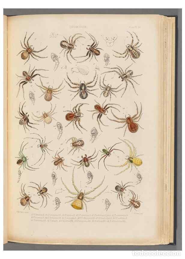 Colecionismo de Revistas e Jornais: Reproducci&oacute;n/Reproduction 49643412776: A history of the spiders of Great Britain and Ireland /. Lond