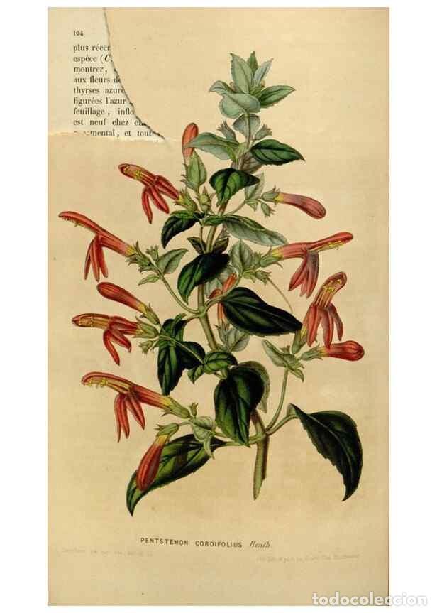 Colecionismo de Revistas e Jornais: Reproducci&oacute;n/Reproduction 49642940153: Flore des serres et des jardins de l'Europe. A Gand :chez Lou
