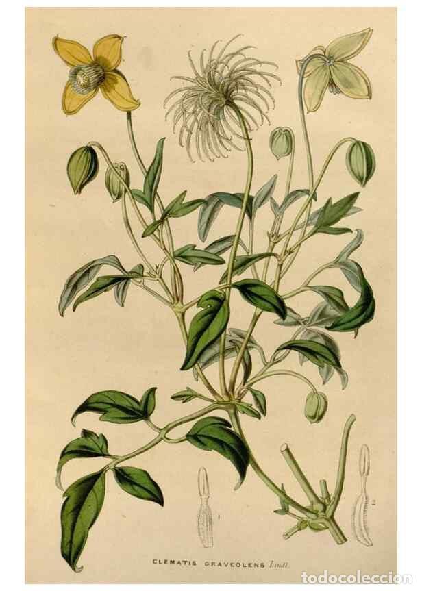 Colecionismo de Revistas e Jornais: Reproducci&oacute;n/Reproduction 49643738267: Flore des serres et des jardins de l'Europe. A Gand :chez Lou