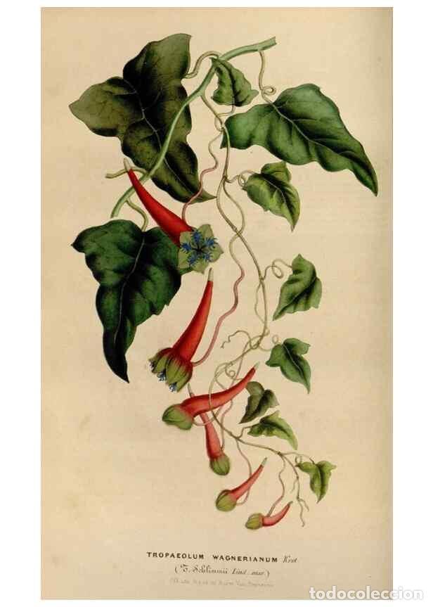 Colecionismo de Revistas e Jornais: Reproducci&oacute;n/Reproduction 49642936108: Flore des serres et des jardins de l'Europe. A Gand :chez Lou