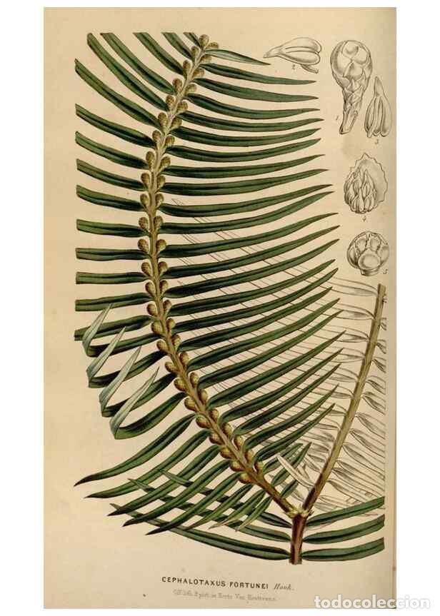 Colecionismo de Revistas e Jornais: Reproducci&oacute;n/Reproduction 49642936693: Flore des serres et des jardins de l'Europe. A Gand :chez Lou