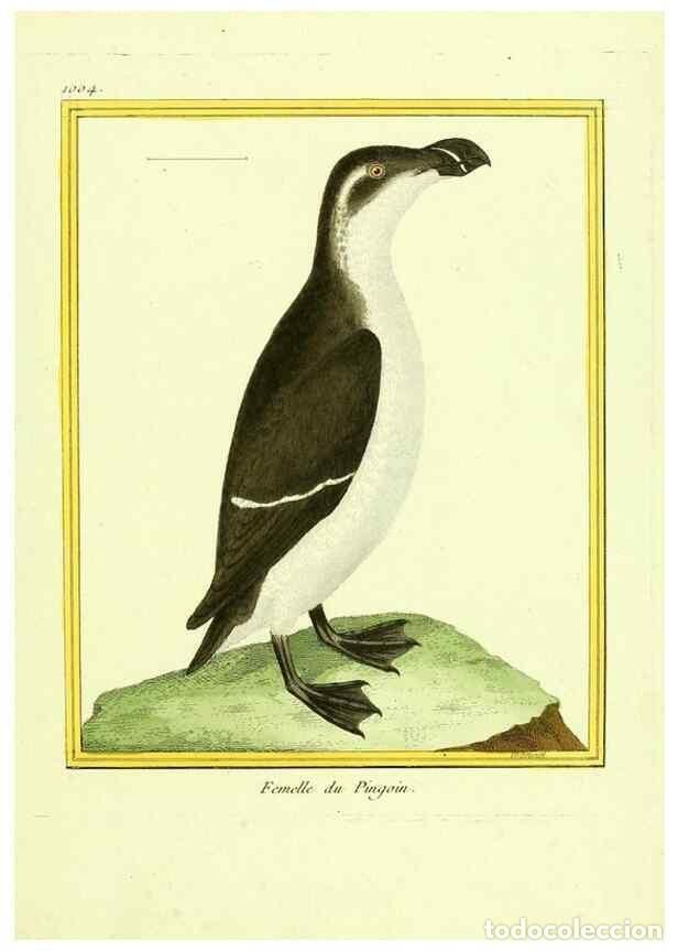 Colecionismo de Revistas e Jornais: Reproducci&oacute;n/Reproduction 49640807137: Planches enlumin&eacute;es d'histoire naturelle. Paris? :s.n.,1765-1