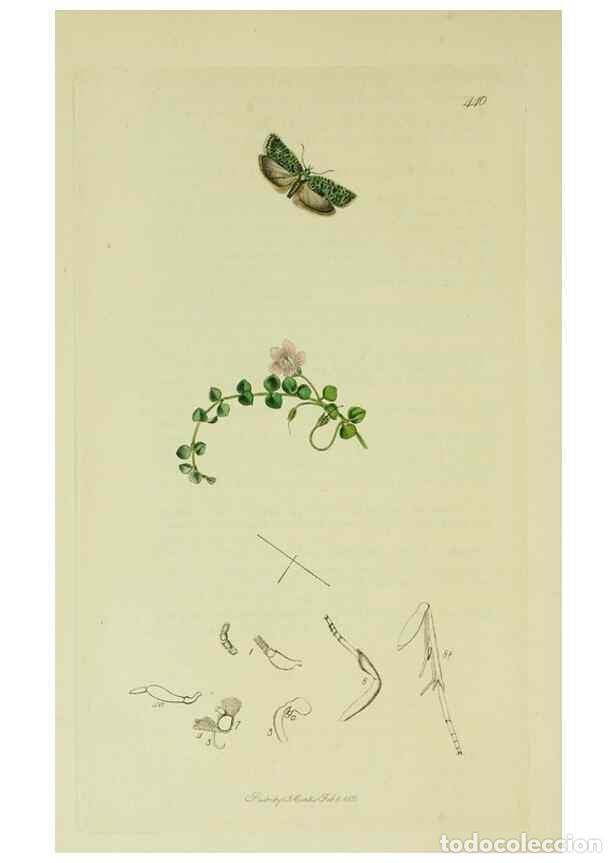 Sammeln von Zeitschriften und Zeitungen: Reproducci&oacute;n/Reproduction 49640272168: British entomology :. London,Printed for the author,1823-1840