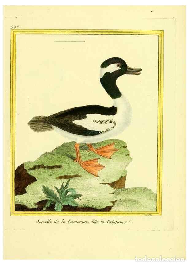 Sammeln von Zeitschriften und Zeitungen: Reproducci&oacute;n/Reproduction 49639994523: Planches enlumin&eacute;es d'histoire naturelle. Paris? :s.n.,1765-1