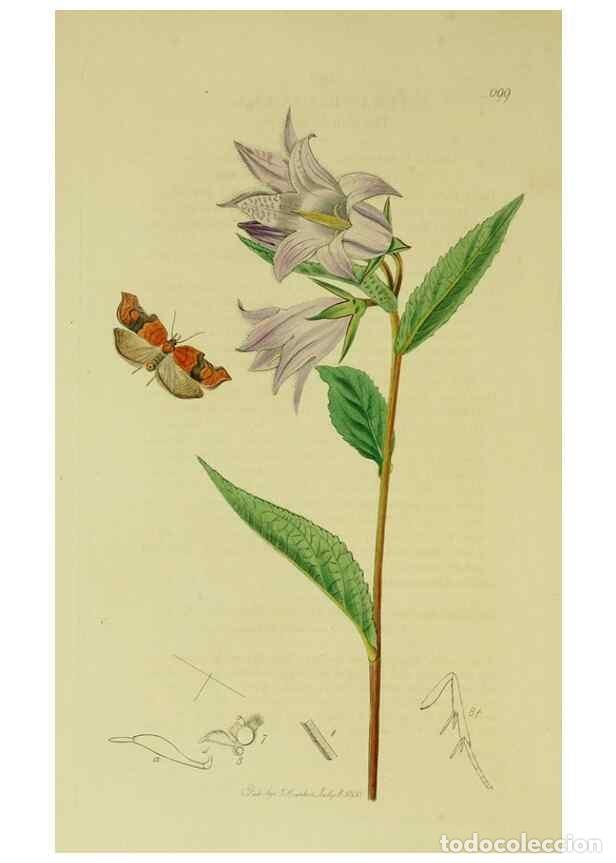 Sammeln von Zeitschriften und Zeitungen: Reproducci&oacute;n/Reproduction 49640794156: British entomology :. London,Printed for the author,1823-1840