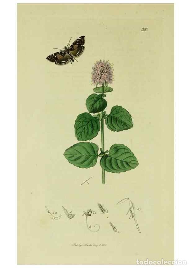 Sammeln von Zeitschriften und Zeitungen: Reproducci&oacute;n/Reproduction 49640273733: British entomology :. London,Printed for the author,1823-1840