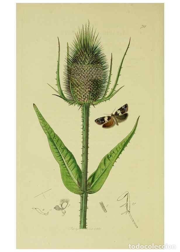 Sammeln von Zeitschriften und Zeitungen: Reproducci&oacute;n/Reproduction 49641065032: British entomology :. London,Printed for the author,1823-1840
