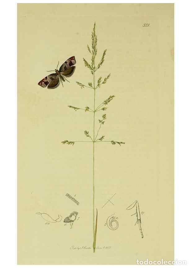 Sammeln von Zeitschriften und Zeitungen: Reproducci&oacute;n/Reproduction 49640268453: British entomology :. London,Printed for the author,1823-1840